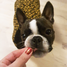 Indlæs billede til gallerivisning den ikoniske hundesweater, STJERNE