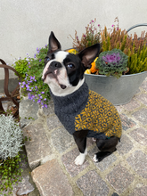Indlæs billede til gallerivisning den ikoniske hundesweater, STJERNE